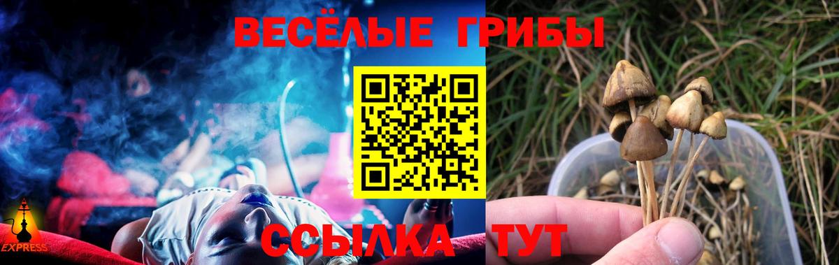 Галлюциногенные грибы Psilocybine cubensis  что такое   Саратов  Вход с VPN  Псилоцибиновые грибы Psilocybe 